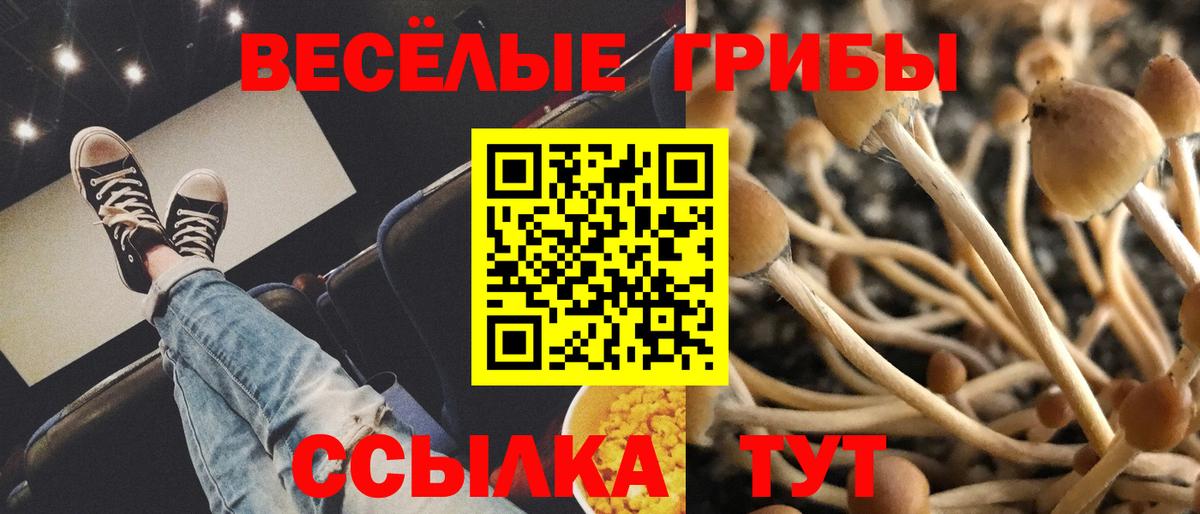 Галлюциногенные грибы Psilocybe Луховицы